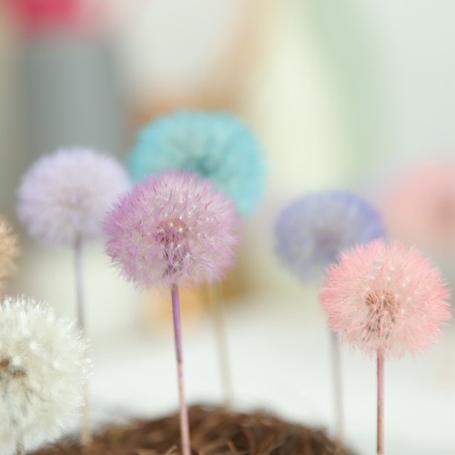 等花来永生花蒲公英干花滴胶diy