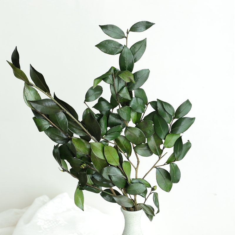 大地农园绿色叶子马醉木桂花叶