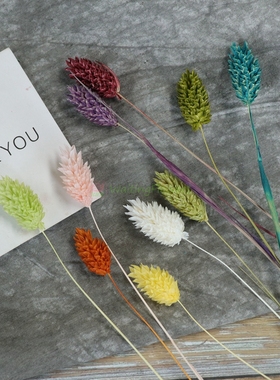 进口大地农园永生花42020小穗花宝石草小菠萝FL干花配花拍摄道具