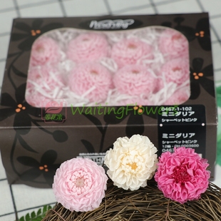 大丽花永生花04671/04680大地农园天竺牡丹巨型大丽菊配花diy花环