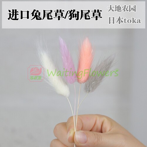 进口大地农园永生花兔尾草狗尾草