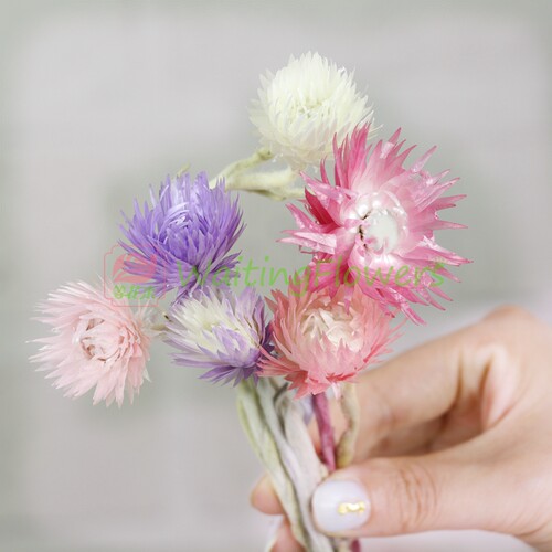 珊瑚永生花配花国产保鲜浮游花