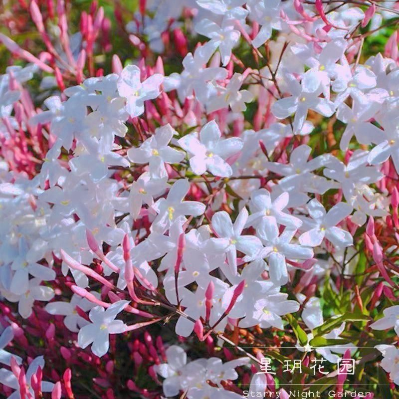浓香花园攀爬植物多花素馨爬藤花
