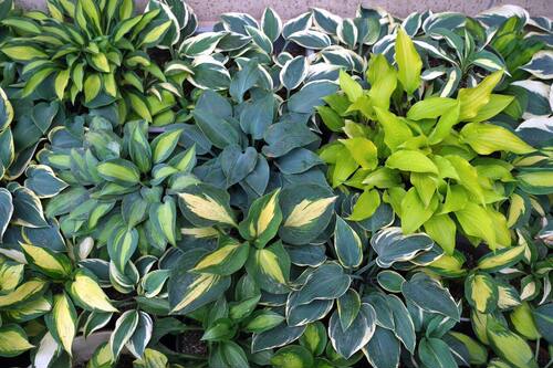 多年生耐寒玉簪别墅花境造景植物