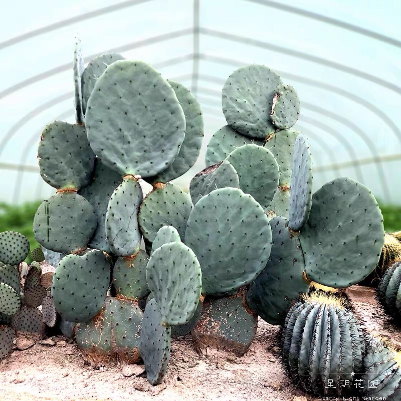 庭院明镜沙生植物仙人掌耐热花境