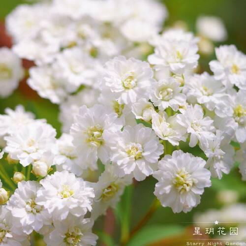 灌木庭院花境植物春季绣线菊