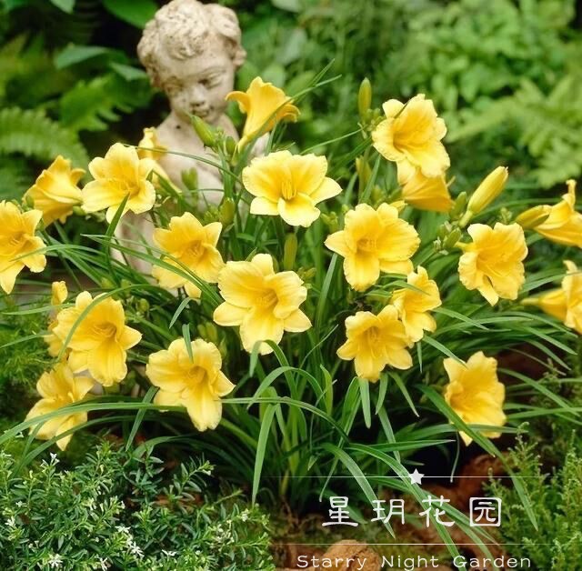 宿根花卉花境花苗耐寒大花萱草