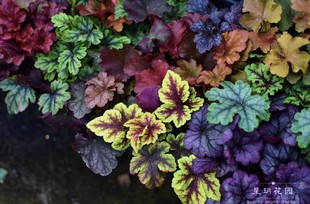 多年生观赏草耐寒花卉矾根花苗大苗别墅耐阴花园植物观叶花境植物