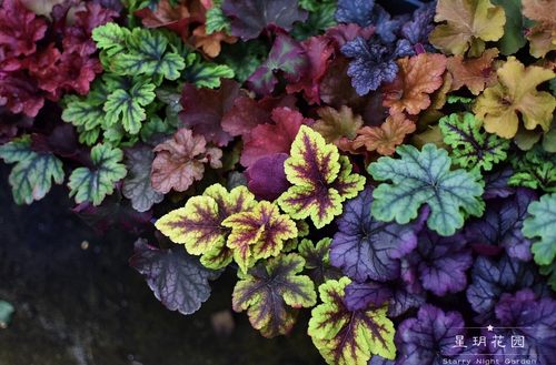 观叶矾根花园植物观赏草矾根大苗