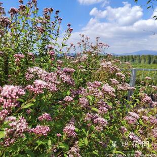多年生宿根耐寒户外花卉叶泽兰佩兰花苗别墅庭院花园植物花境搭配