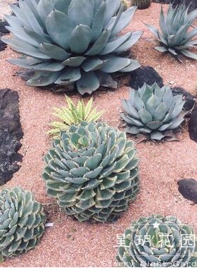 沙生花境沙生植物四季耐晒龙舌兰