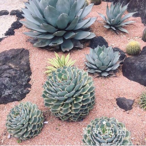 沙生花境沙生植物四季耐晒龙舌兰
