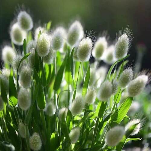 兔尾巴草花镜植物花园耐寒草花