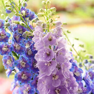 多年生宿根耐寒花卉大花飞燕草花苗盆栽庭院户外别墅花园花境植物