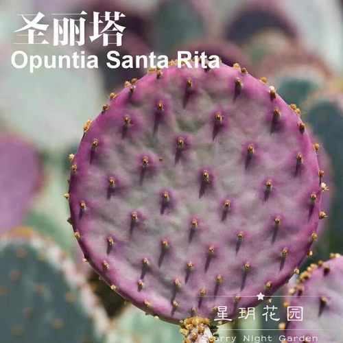 沙生植物庭院耐热圣丽塔仙人掌