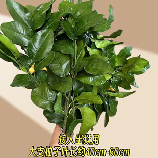 新鲜柚子叶现摘老树碌柚叶转运祈福出狱接人洗澡去晦气