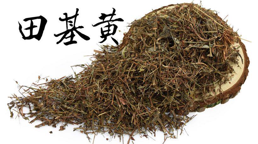 包邮中药材田基黄地耳草