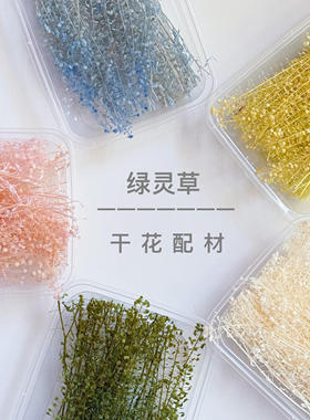 云南永生花绿玲草居家装饰新娘头饰拍摄道具diy干花永生花小翠扇