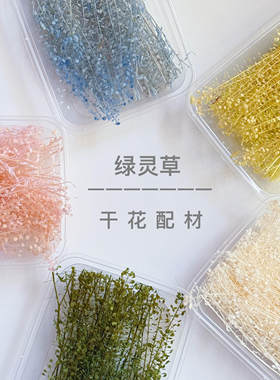 云南永生花绿玲草居家装饰新娘头饰拍摄道具diy干花永生花小翠扇