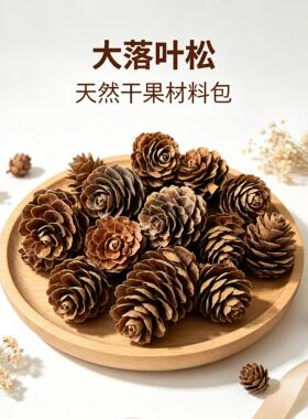 大落叶松果森系DIY天然 落叶松干花复古网店拍摄拍照道具