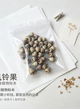 【风铃果】迷你小果壳diy微景观环创手工材料冰箱贴发夹果壳