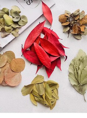 菩提叶天然真树叶圆形柏梨叶橱窗布置装饰干花标本花环叶子拍摄