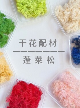 永生花蓬莱松迷你戒指材料干花diy材料玻璃罩花艺花束插花材料