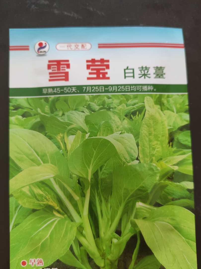 金阳金阳红雪莹白菜苔种子
