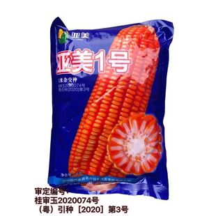 亚美1号杂交饲料玉米种子 穗轴白  抗病抗倒伏 高产