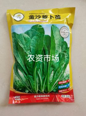 冯子龙萝卜菜种子金沙萝卜