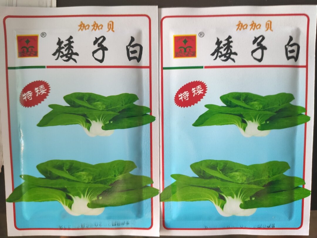 科兴矮子白特矮矮脚白 小白菜种子四季蔬菜种籽 耐热耐寒抗病35克