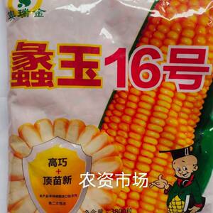 杂交玉米种子原装高产国审大棒抗病抗倒伏耐高温奥瑞金蠡玉16