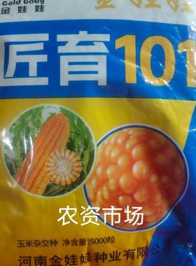 匠玉101杂交饲料玉米种子 穗轴白色  抗病 抗倒伏 高产