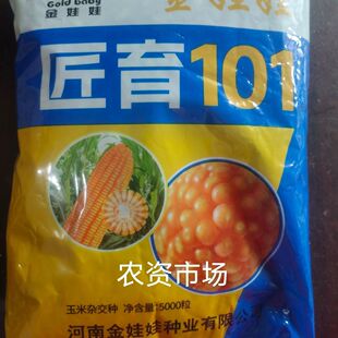 匠玉101杂交饲料玉米种子 穗轴白色  抗病 抗倒伏 高产