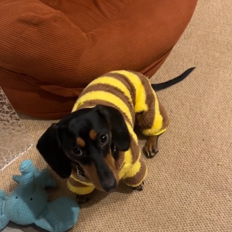 狗狗毛衣腊肠狗小型犬蜜蜂衣服可牵引宠物秋冬装保暖四脚衣背心