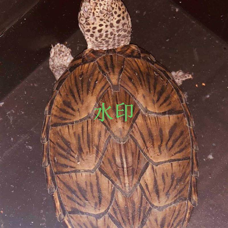 【议价】剃刀龟巨头亚成 剃刀龟   巨头龟收剃刀种龟