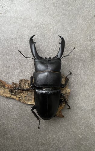 西南扁锹形虫甲虫7.3-7.4厘米活体成虫高于30度加拍冰袋