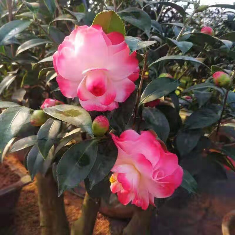 迷茫的春天 福建品种茶花 茶花盆栽 阳台盆栽 窗台盆栽  花园地栽