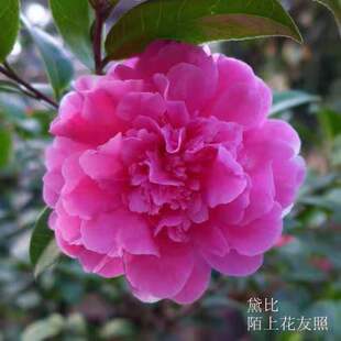 黛比 新西兰冠军 云杂怒杂茶花名贵进口品种龙岩茶花苗深粉色茶花