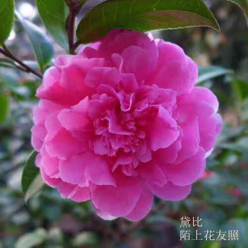 名贵进口品种龙岩深粉色茶花苗