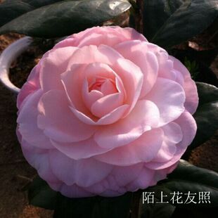 爱丝裘比莉 宫粉皇后花都纪念 茶花庆典龙岩永福进口名品品种茶花