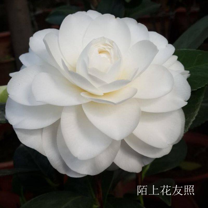 天鹅湖 福建龙岩永福经典白色品种茶花苗阳台庭院花园绿植花卉