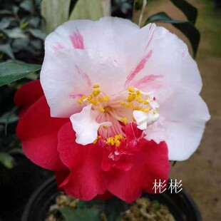 万道霞光 霞光万道 福建龙岩品种茶花苗叶片四季常绿阳台绿植花卉