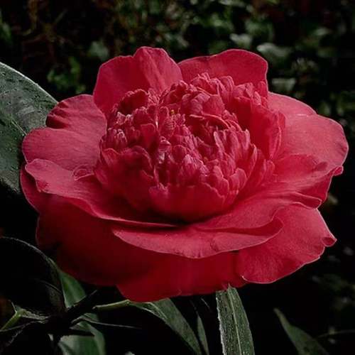 茶花室内外净化空气趣味春冬