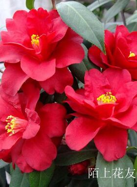 皇家天鹅绒名贵进口美国品种茶花苗盆栽黑红色大花型当年开花好养