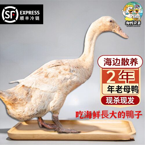 海鸭兄弟海南跑海老母鸭两年散养