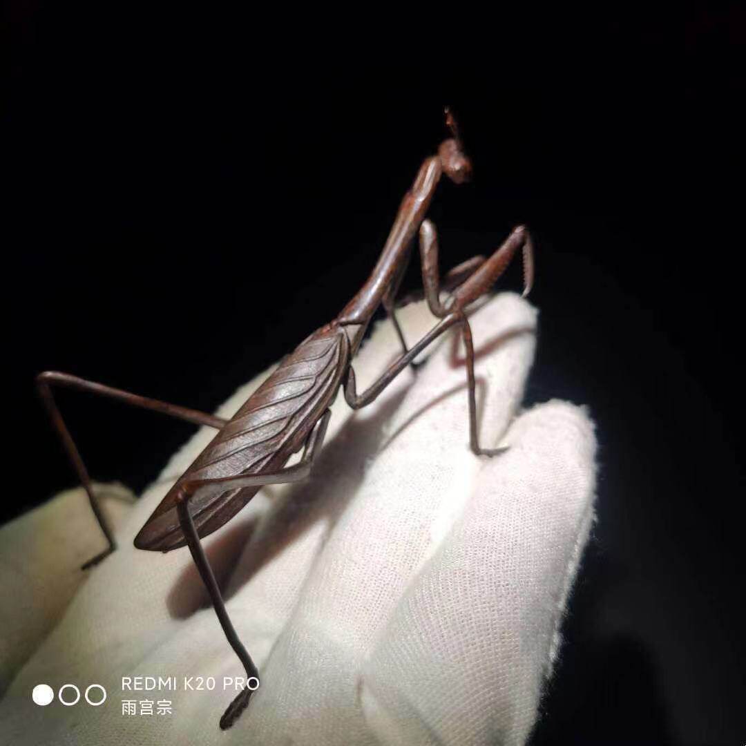 雨宫宗【活动 螳螂】茶艺文房精摆 茶台 案头新宠 摆件