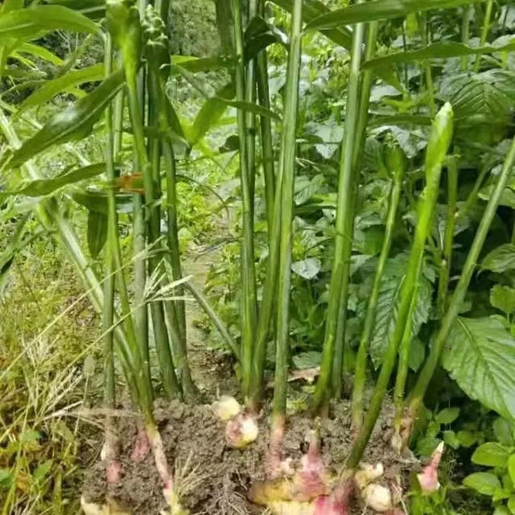 丘姜君 高山有機  檸檬香小黃姜