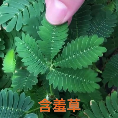 含羞草苗小盆栽害羞草植物学生实验观察花卉阳台庭院绿植四季好养