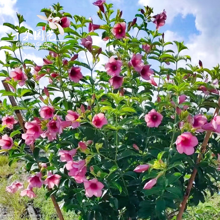 紫婵花盆栽耐热耐晒户外花卉多年生灌木花期超长紫蝉好男人花木本